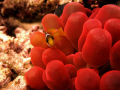   baby clown fish red anemone  